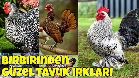 türk tavuk ırkları